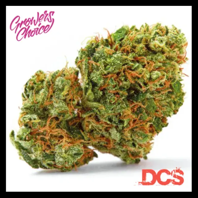 Grapefruit x Bubblegum Auto Feminised Cannabis Seeds - Growers Choice