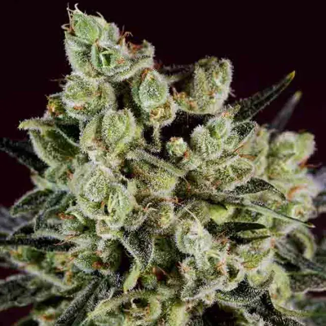 GRAPEFRUIT x SCBDX Feminised Cannnabis Seeds