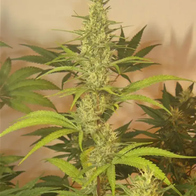 Grapefruit Haze Regular Cannabis Seeds | Next Generation Seeds