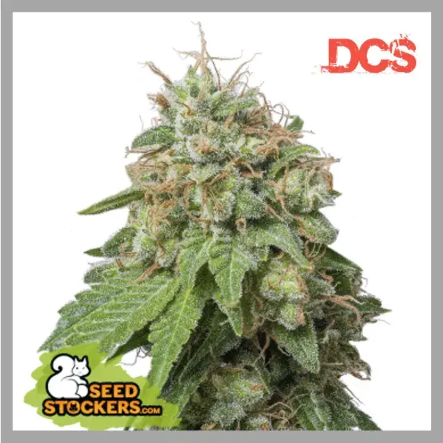 Green Crack Auto Feminised Seeds | Seed Stockers