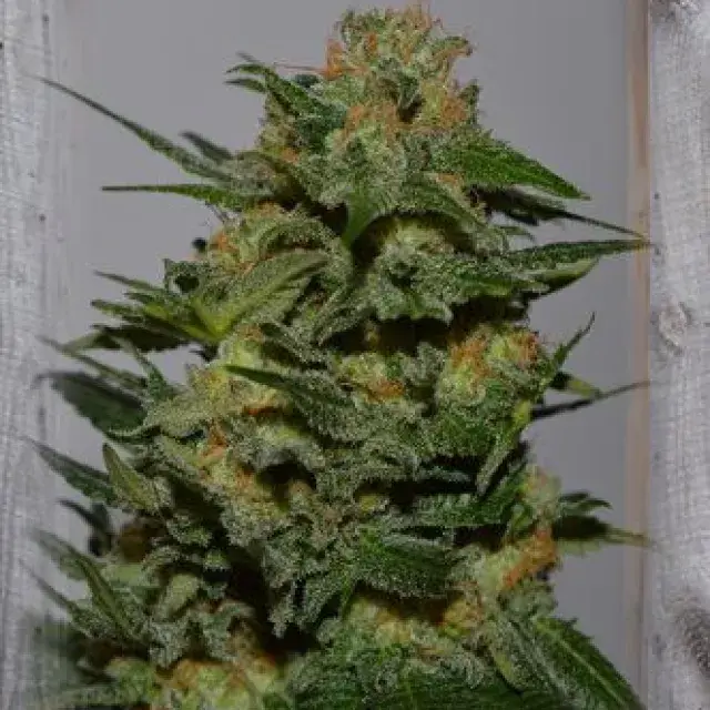 Green Crack Feminised Cannabis Seeds | Garden of Green