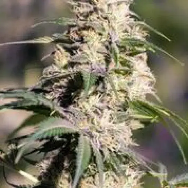 Green Doctor Feminised Cannabis Seeds | MM Genetics