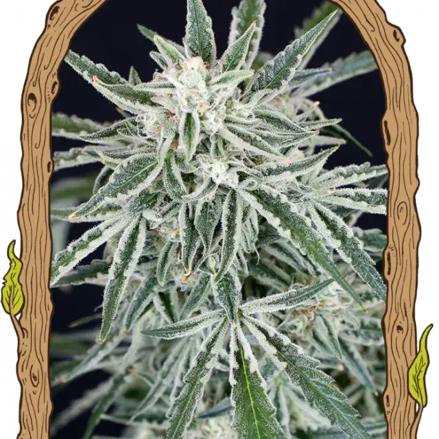 Green Gummy Auto Feminised Cannabis Seeds | Exotic Seeds