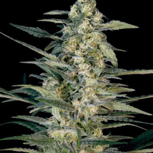 Green Joint Auto Feminised Cannabis Seeds | Big Monster Seeds