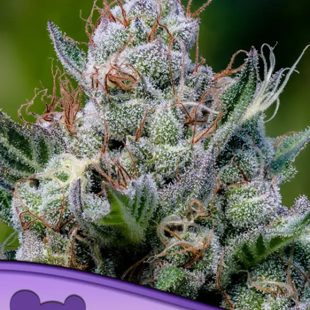 Green Apple Juice Auto Feminised Cannabis Seeds - Anesia Seeds