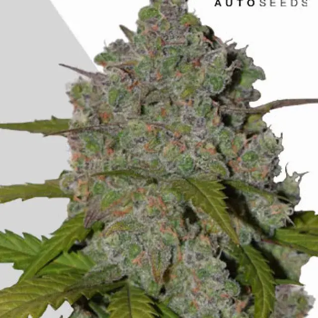 Green Crack Auto Cannabis Seeds | Auto Seeds.