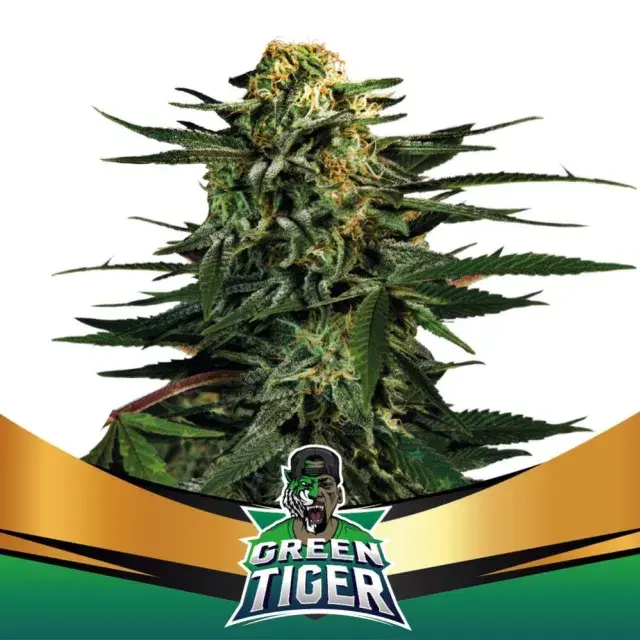 Green Tiger Faster Flowering Feminised Cannabis Seeds - BSF Seeds Feminised Cannabis Seeds - BSF Seeds
