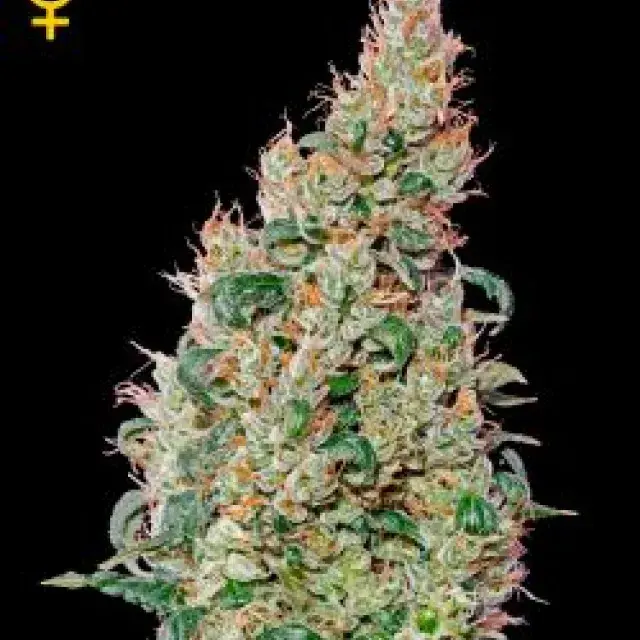 Green-O-Matic Autoflowering Feminised Cannabis Seeds | Green House Seeds