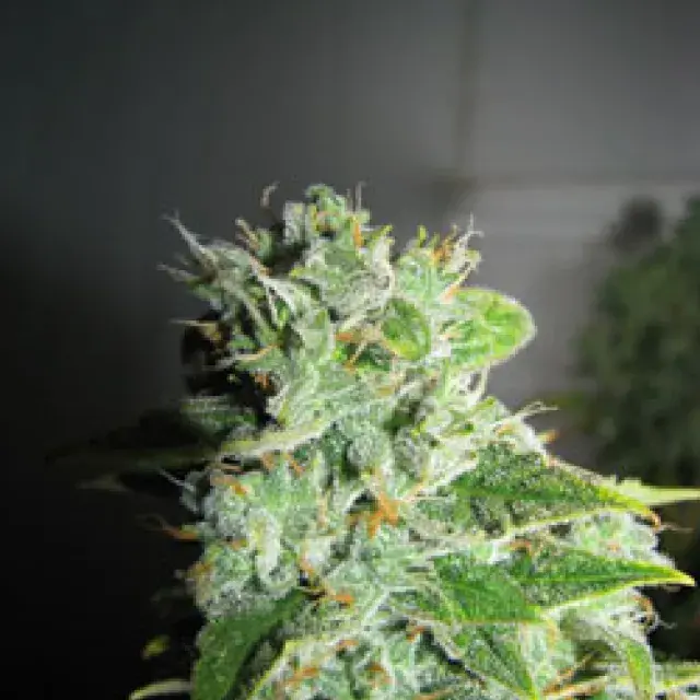 Frosty Kush Feminised Cannabis Seeds | GreenLabel Seeds