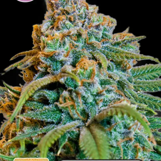 Greengo Bio Haze Feminised Cannabis Seeds | Kera Seeds