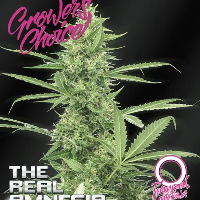 Amnesia (The Real) Auto Feminised Cannabis Seeds - Growers Choice