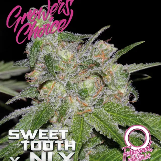 Sweet Tooth x NLX Auto Feminised Cannabis Seeds - Growers Choice