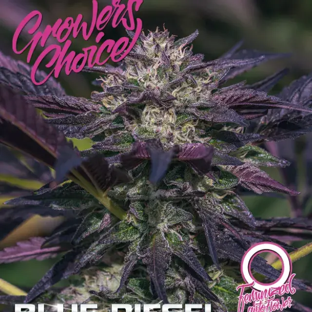 Blue Diesel Auto Feminised Cannabis Seeds - Growers Choice