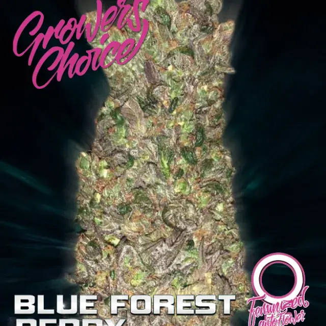 Blue Forest Berry Auto Feminised Cannabis Seeds - Growers Choice