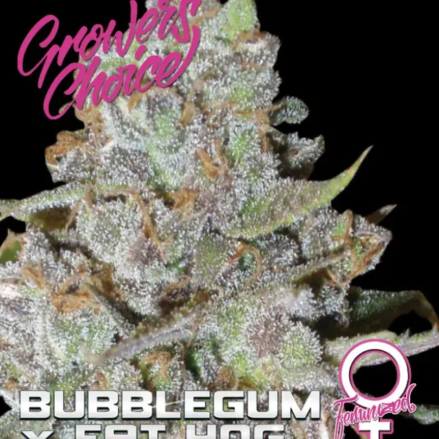 Bubblegum x Fat Hog Feminised Cannabis Seeds - Growers Choice