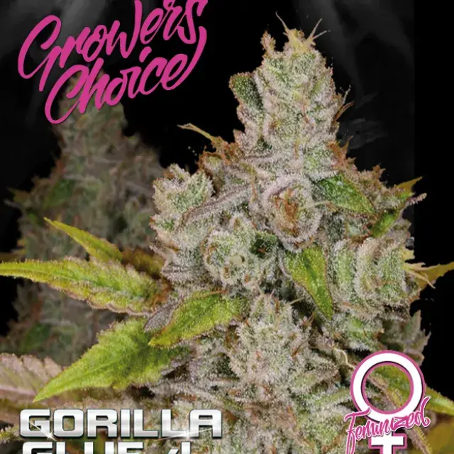 Monkey Glue Feminised Cannabis Seeds - Growers Choice