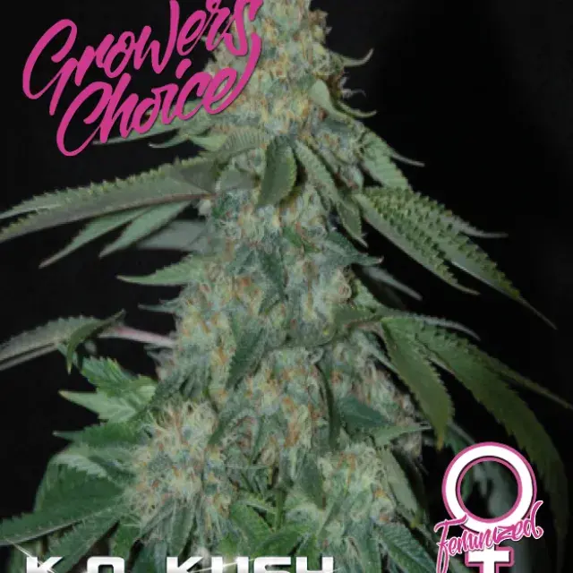 K.O. Kush Feminised Cannabis Seeds - Growers Choice