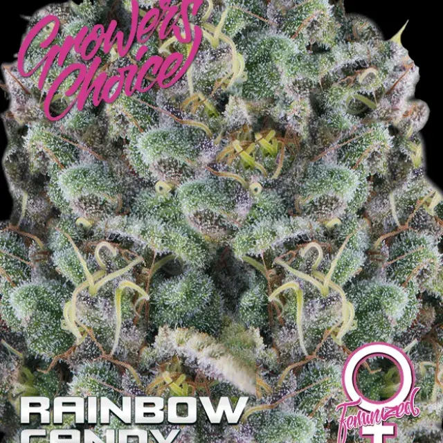 Rainbow Candy Feminised Cannabis Seeds - Growers Choice