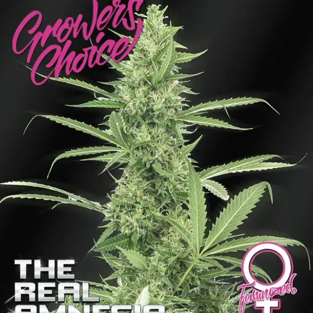 Amnesia (The Real) Feminised Cannabis Seeds - Growers Choice