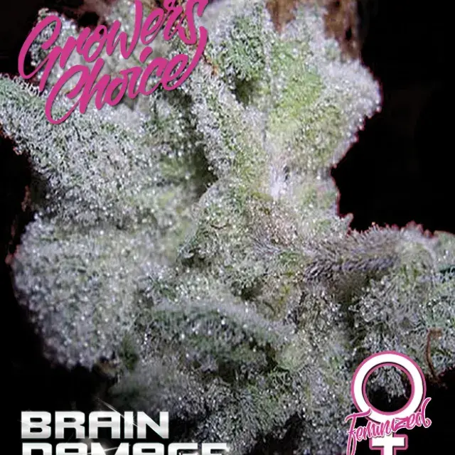 Brain Damage Feminised Cannabis Seeds - Growers Choice