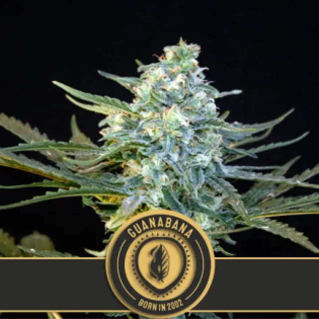 Guanabana Feminised Cannabis Seeds | Blim Burn Seeds 