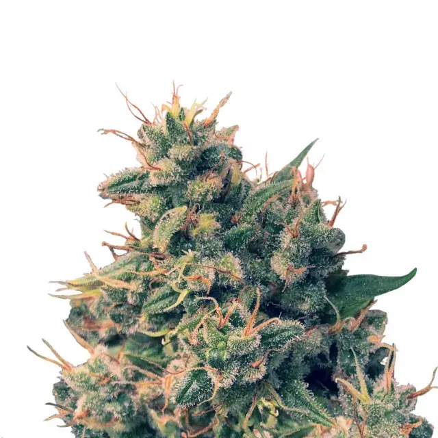 Guawi Feminised Cannabis Seeds | Ace Seeds