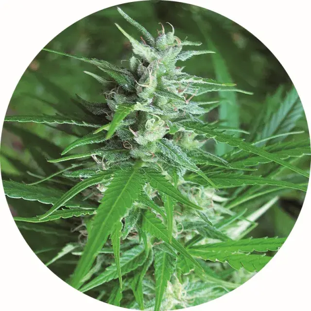 Haze Auto Tao Regular Cannabis Seeds