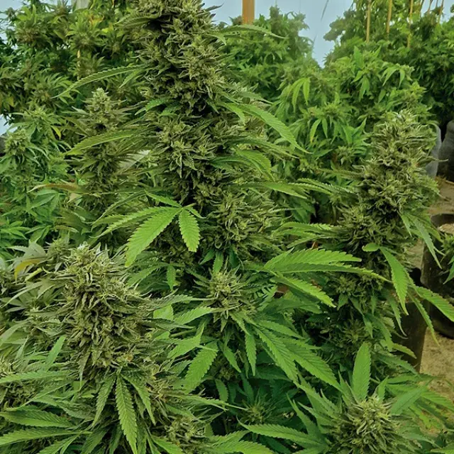 Chemdawg Feminised Cannabis Seeds | Humbolt Seeds Organisation