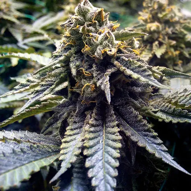 Chocolate Mint OG 2.0 Feminised Cannabis Seeds | Humbolt Seeds Organisation