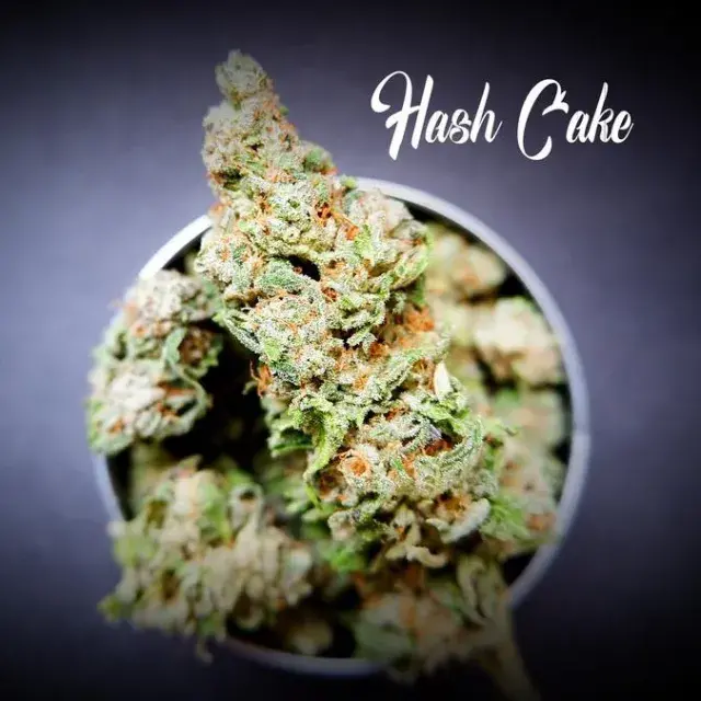 Hash Cake Feminised - Tastebudz