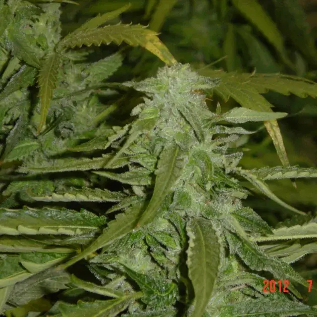 Hashberry Regular Cannabis Seeds
