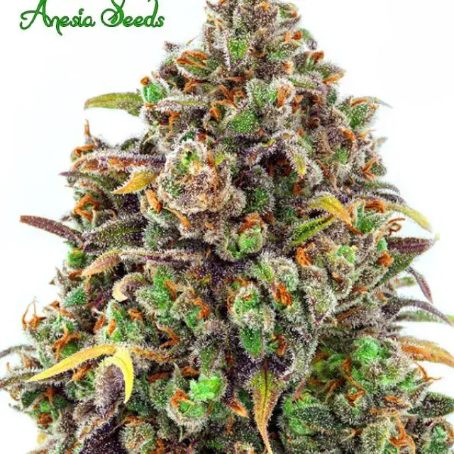 Haze Queen Feminised Cannabis Seeds - Anesia Seeds
