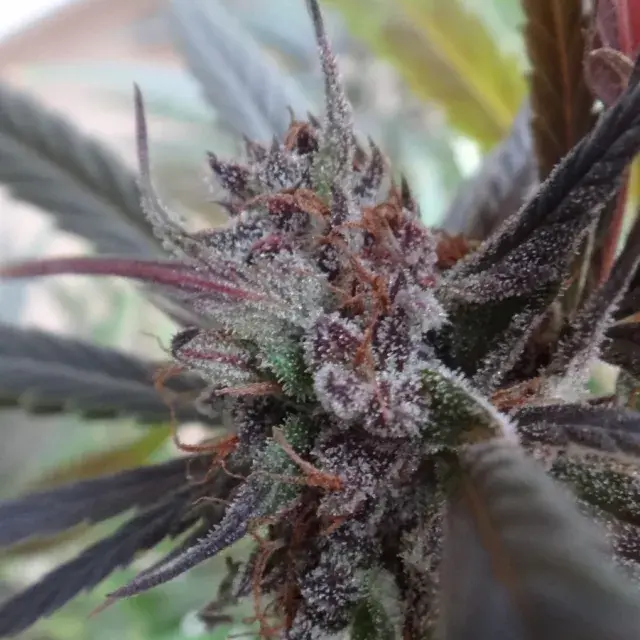 Haze x Kali China Feminised Cannabis Seeds | Ace Seeds