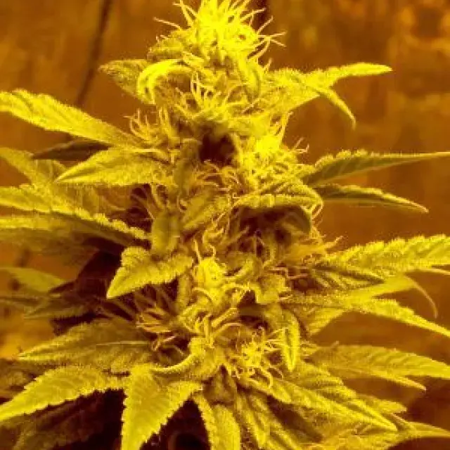 Escaped Regular Cannabis Seeds | Hazeman Seeds