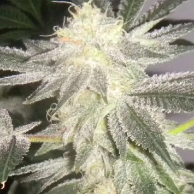 Mikado Regular Cannabis Seeds | Hazeman Seeds