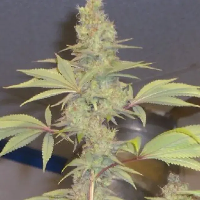 Strawberry Cough Regular Cannabis Seeds | Hazeman Seeds