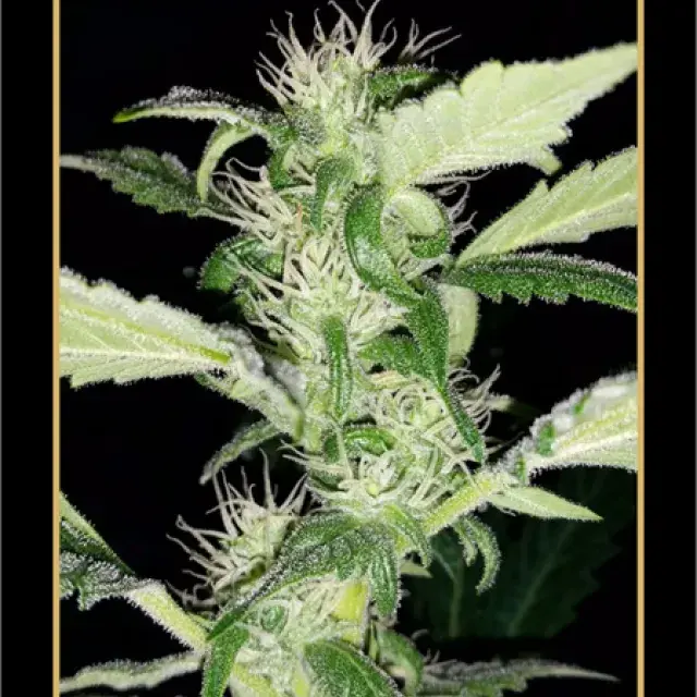Heisenberg Special Auto Feminised Cannabis Seeds