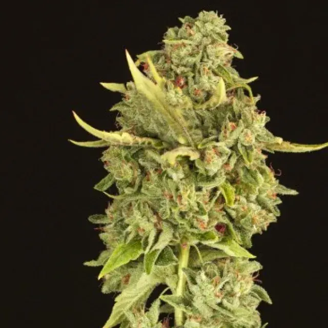 Hells Bells Feminised Cannabis Seeds | Devil’s Harvest Seeds