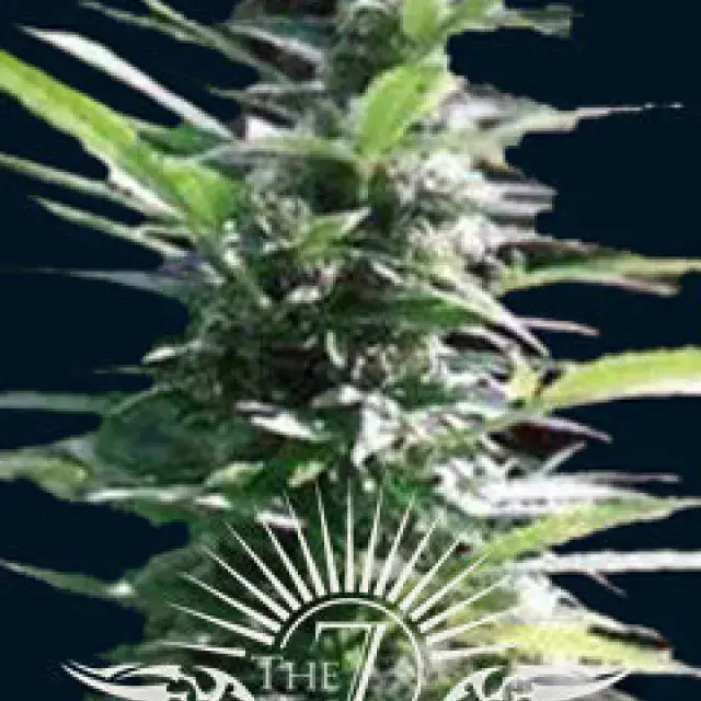 Hercules Auto Feminised Cannabis Seeds | 7 Dwarf Seeds