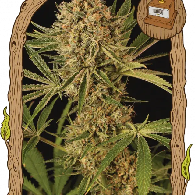 Herz OG Feminised Cannabis Seeds | Exotic Seeds