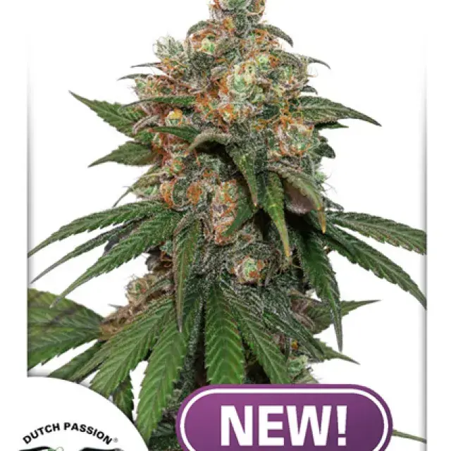 HiFi 4G Feminised Cannabis Seeds - Dutch Passion