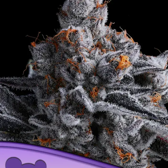 High MARS Feminised Cannabis Seeds - Anesia Seeds.