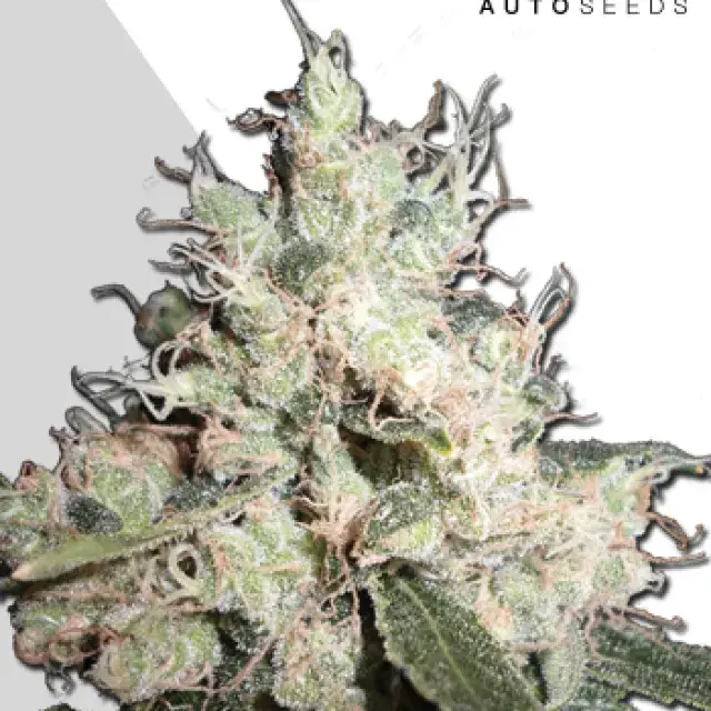 Hijack Autoflowering Feminised Cannabis Seeds | Auto Seeds