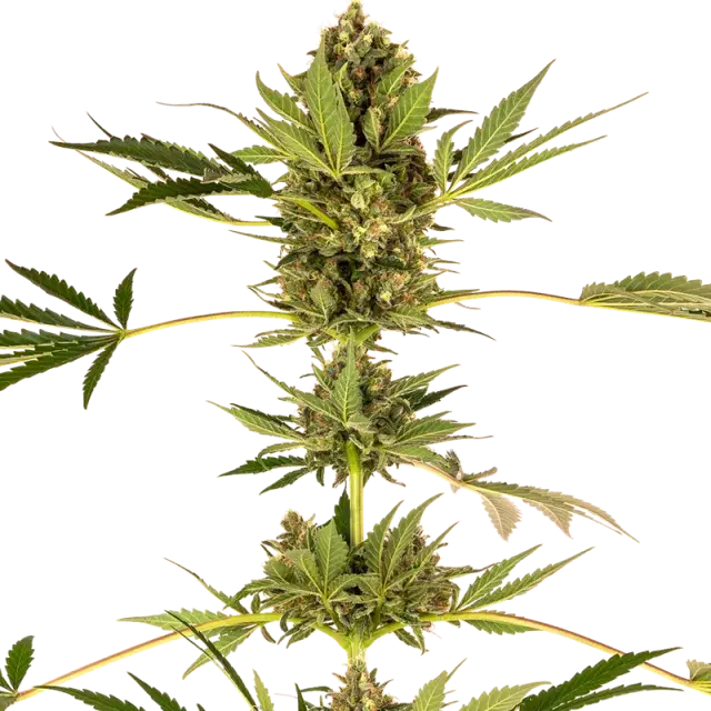 Himalayan CBD Feminised Cannabis Seeds - Sensi Seeds
