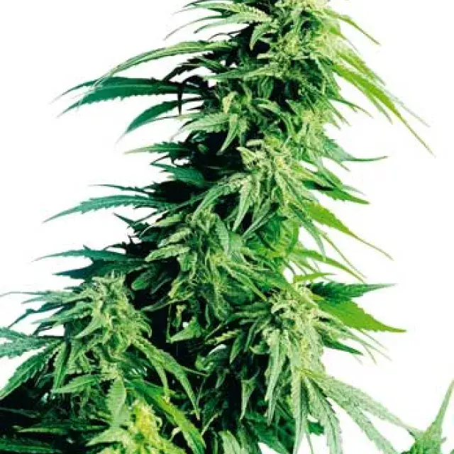 Hindu Kush Auto Feminised Cannabis Seeds | Sensi Seeds