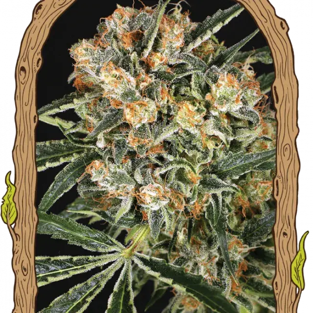 Hippie Therapy CBD Feminised Cannabis Seeds | Exotic Seeds