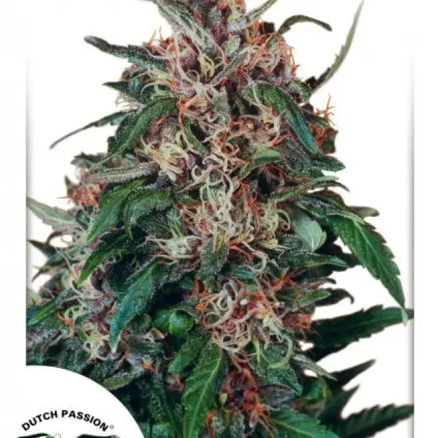 Hollands Hope Regular Cannabis Seeds | Dutch Passion