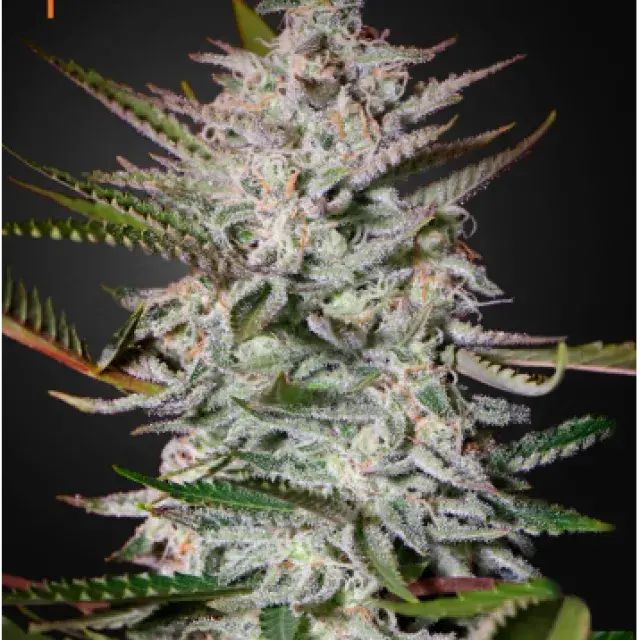 Holy Punch Feminised Cannabis Seeds | Greenhouse Seeds