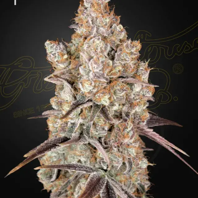 Holy Snow Feminised Cannabis Seeds | Green House Seeds