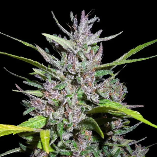 Honduras x Panama Feminised Cannabis Seeds | Ace Seeds